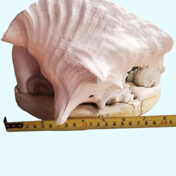 Vintage seashell diorama/TV lamp - Picture 9 of 9